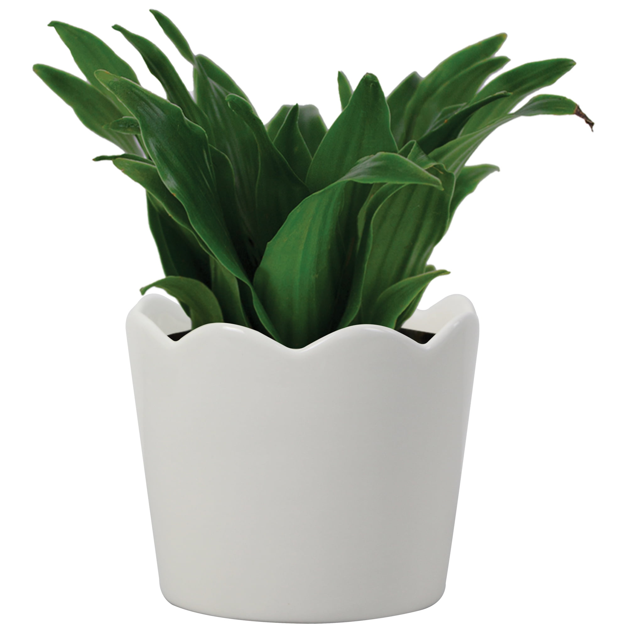 Mainstays Small 6in Diameter Round White Scallop Ceramic Planter