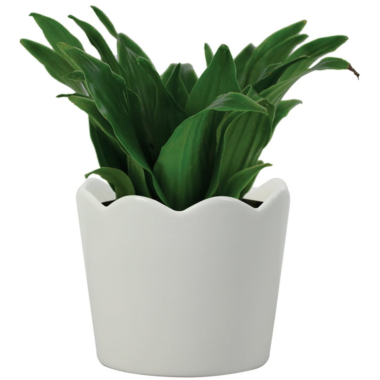 fiddle leaf fig potting soil Organic Ficus Lyrata - Fiddle Leaf Fig Potting Soil Mix main image 1
