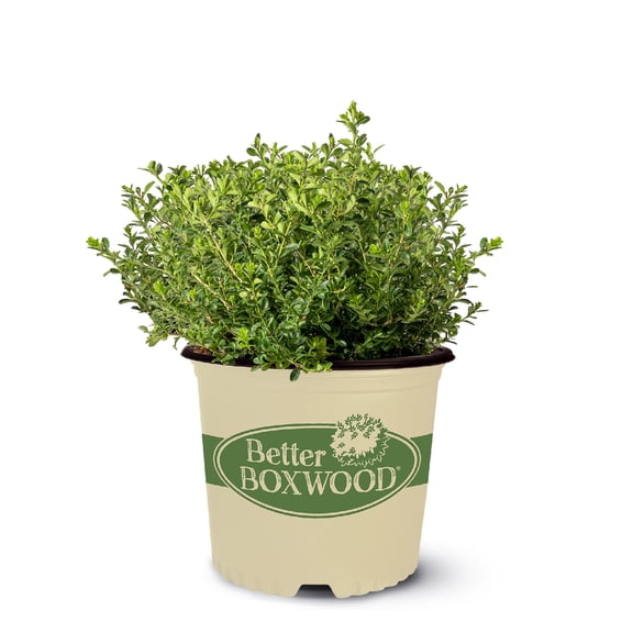 Better Boxwood Renaissance Live Shrub in 1-Gallon Grower Pot