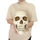 thumbnail image 2 of Réplica de cabeza humana de resina de alta calidad, modelo médico Lifesize, Halloween, decoración del hogar, artesanía decorativa, Calavera, 1 unidad, 2 of 4