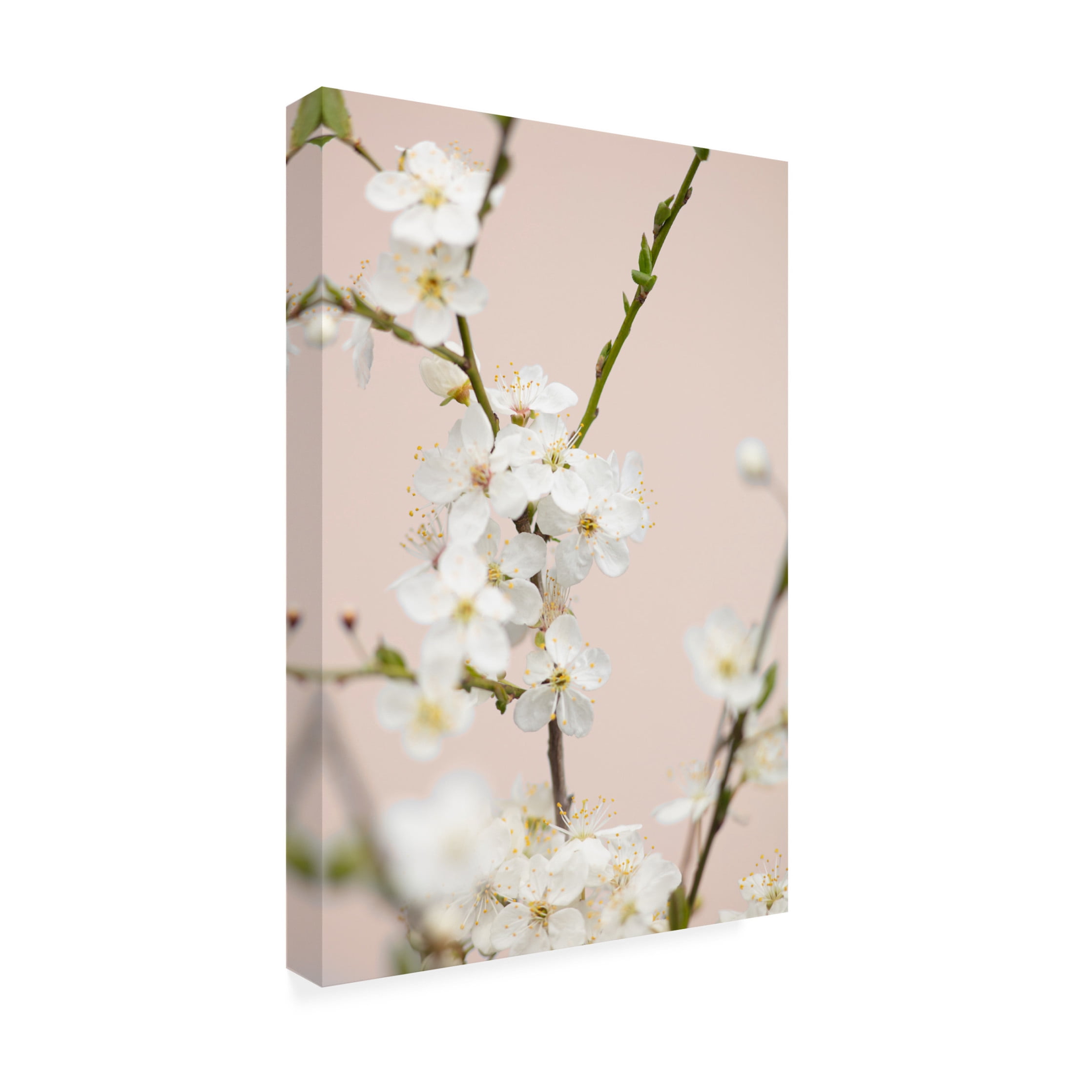 Trademark Fine Art Pictufy Studio Cherry Tree Flowers Canvas Wall Art