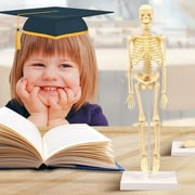 Visland Human Skeleton Model for Anatomy Mini Human Skeleton Model for Kids to Edicational