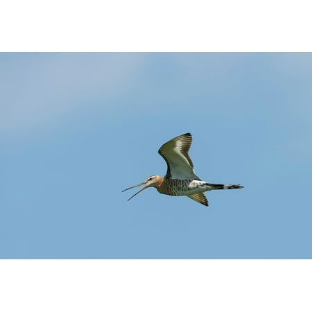 Canvas Print Flight Dollars Non Plains The Mongolia Bird