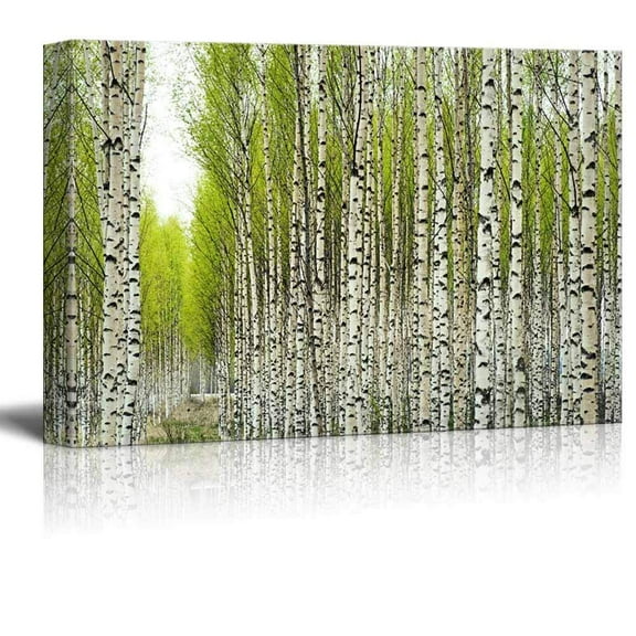 wall26 Canvas Prints Wall Art - Birch Trees with Fresh Green Leaves in Spring | Modern Wall Decor/Home Decoration Stretched Gallery Canvas Wrap Giclee Print. Ready to Hang - 32" x 48"