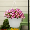 thumbnail image 4 of Amore 2.5QT Pink White Petunia Live Annual Plant Sun 3-Pack, 4 of 6