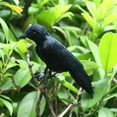thumbnail image 3 of 2x pájaro falso de taxidermia negro Decoración de jardín perfecl, 3 of 8