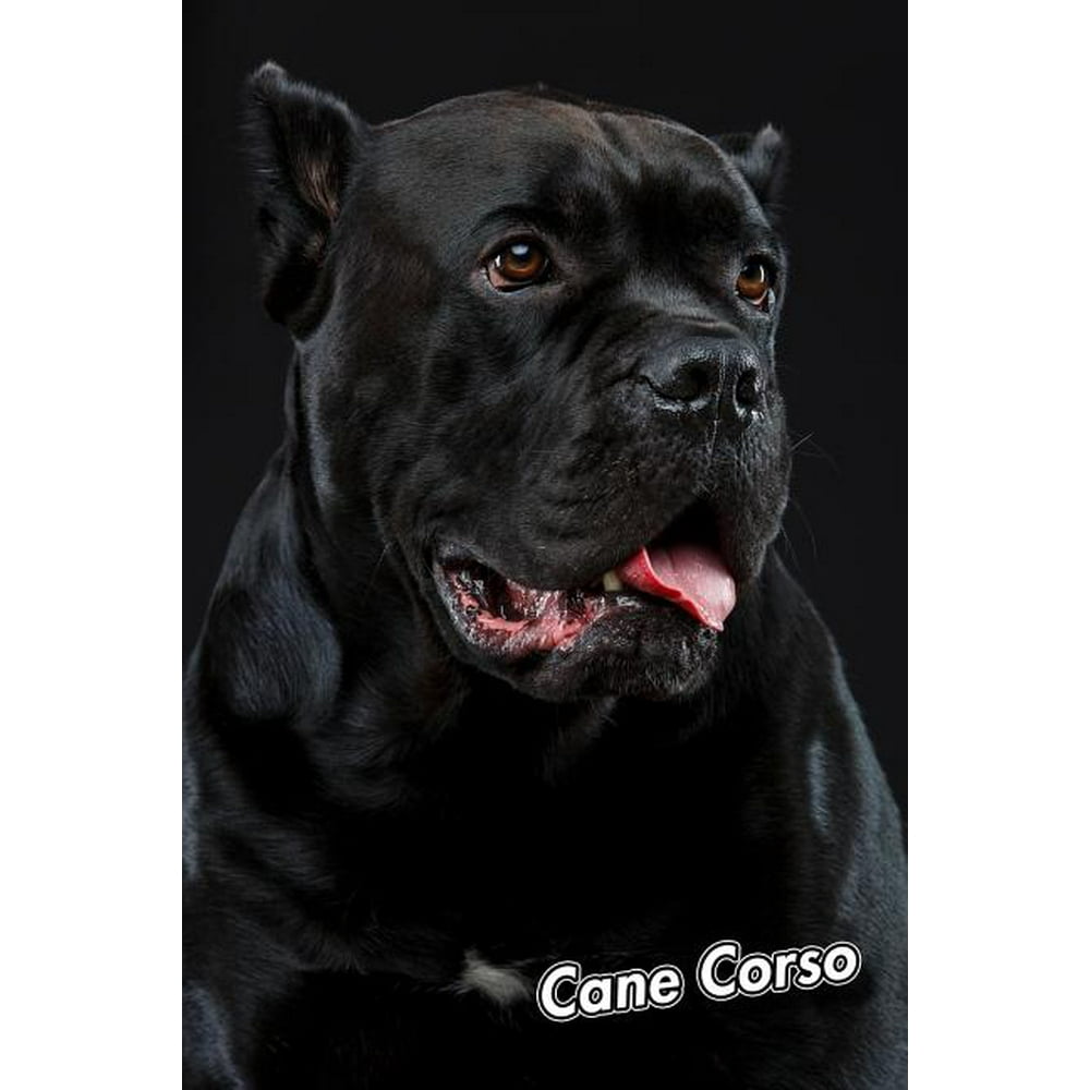 Cane Corso 2020 Weekly Calendar 12 Months 107 pages 6 x 9 in. Planner
