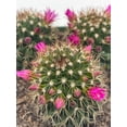 thumbnail image 5 of Old Lady Cactus, 6 inch, Mammillaria hahniana, Crown of Flowers, 5 of 8