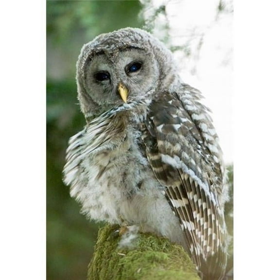 Posterazzi PDDCN02PCL0187 Juvenile Barred Owl Stanley Park British Columbia Poster Print by Paul Colangelo - 18 x 26 in.