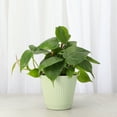thumbnail image 2 of Live Heartleaf Philodendron Plant - Easy Care - 4" Decorative Pot Cover - Thorsen's Greenhouse, 2 of 5