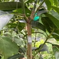 thumbnail image 6 of Silicone Grafting Sleeves for Fruit Trees, 50 Pack Budding Tube Sleeves, Trunk Protective Wrapping, No-Tape Grafting Support for Stems 3-7.5mm, Gardening Tools, 6 of 9
