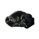thumbnail image 1 of Simulación De Gato Modelo De Animal Juguete Para Gatos Manualidades Decoración Para El Hogar Accesorios Para Fotografía, 1 of 4