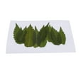 thumbnail image 2 of 12 Piezas De Hojas Secas Prensadas De árbol Natural Hechas , Hojas Secas Reales Para álbum De Recortes, De Artesanía, Suministros Gloria hojas prensadas reales, 2 of 9