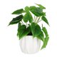 thumbnail image 1 of planta dec. blanca deluxe hoja grande, 1 of 6