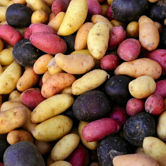 20 Mixed Sweet Potato Slips Cuttings, 3-5 Inch, Well Rooted for Outdoor Gardening