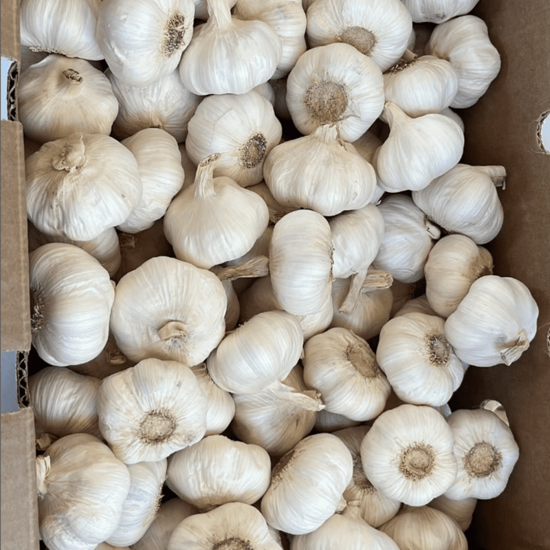California White Softneck Garlic Bulbs for Planting, White Garlic Cloves for Indoor or Outdoor Growing, Fresh 1 lb Pack