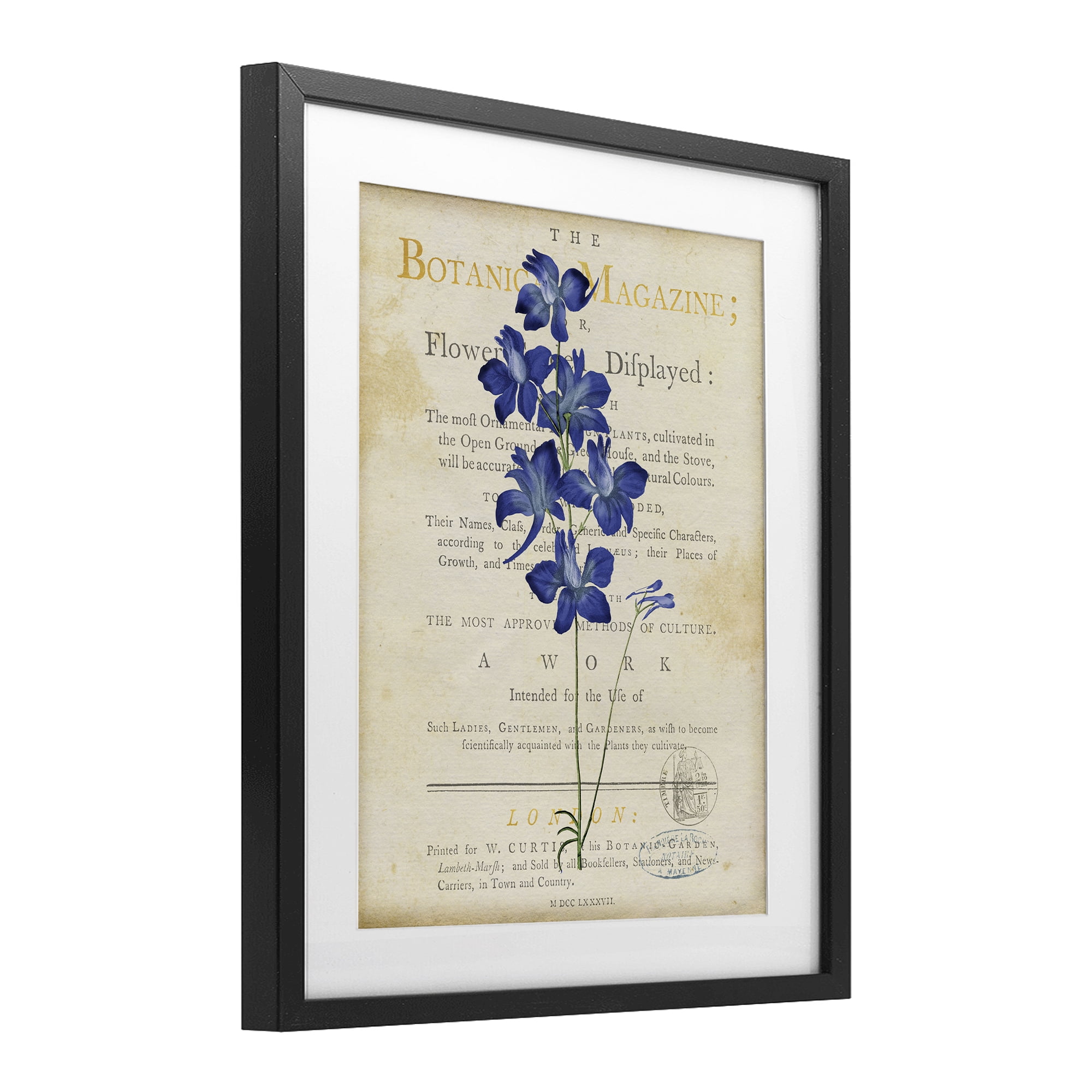 Stupell Industries Natural Botanic Garden Flower Black Framed Print Under Glass, design by Susan Arnot
