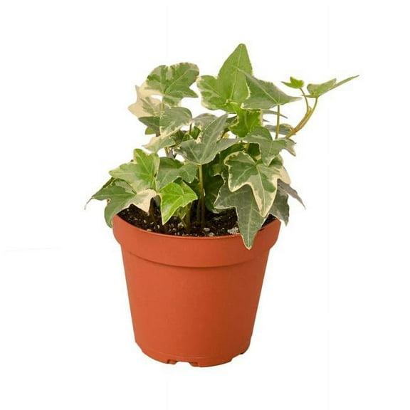 House Plant 4-IVY-GLACIER Glacier English Ivy Plant in 4 in. Pot