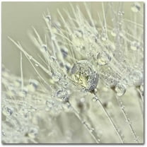 Trademark Fine Art 'Dandelion Dew III' Canvas Art by Cora Niele