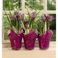 thumbnail image 3 of Plastec Plant Pak Oval Plastic Saucer, Clear, 12in L x 6in W, 3 of 4