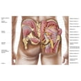 thumbnail image 2 of Anatomy of the gluteal muscles in the human buttocks Poster Print, 2 of 2