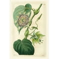 thumbnail image 2 of Hart, M. 11x14 White Modern Wood Framed Museum Art Print Titled - Antique Passionflower I, 2 of 4