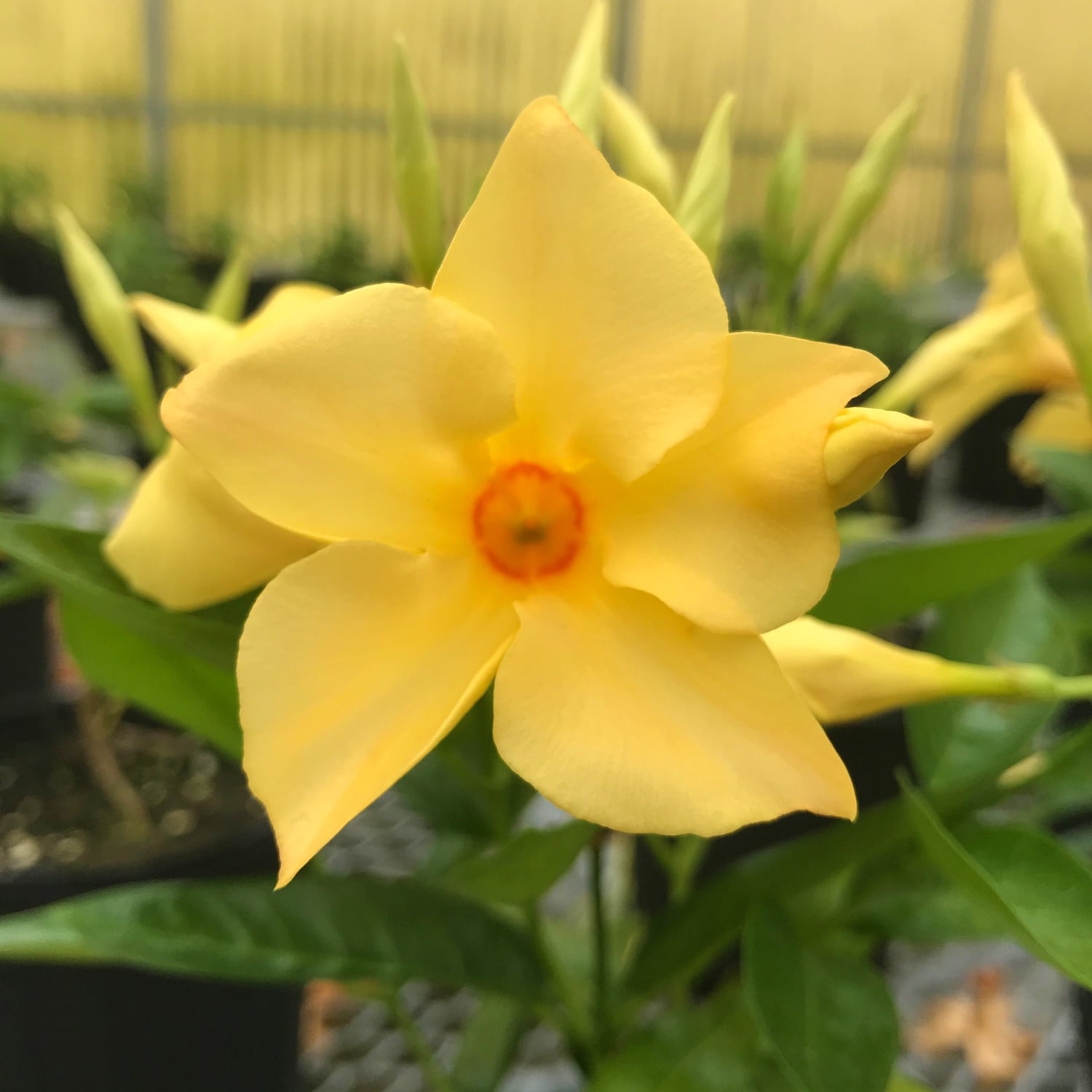 National Plant Network 1 gal. Mandevilla Sun Parasol Sunbeam Annual Plant with Yellow Flowers