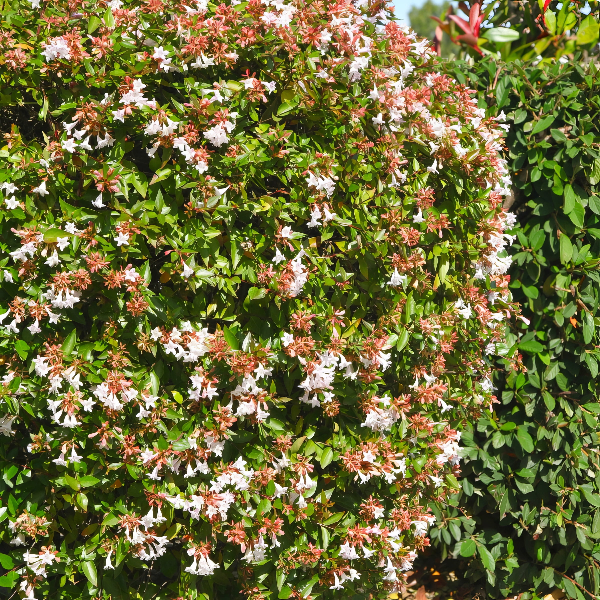 2.25 Gal. Abelia Rose Creek Flowering Shrub With White Blooms