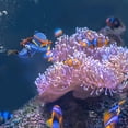 thumbnail image 4 of Decoraciones para peceras flotantes para acuarios onesimcr Diver, 4 of 9