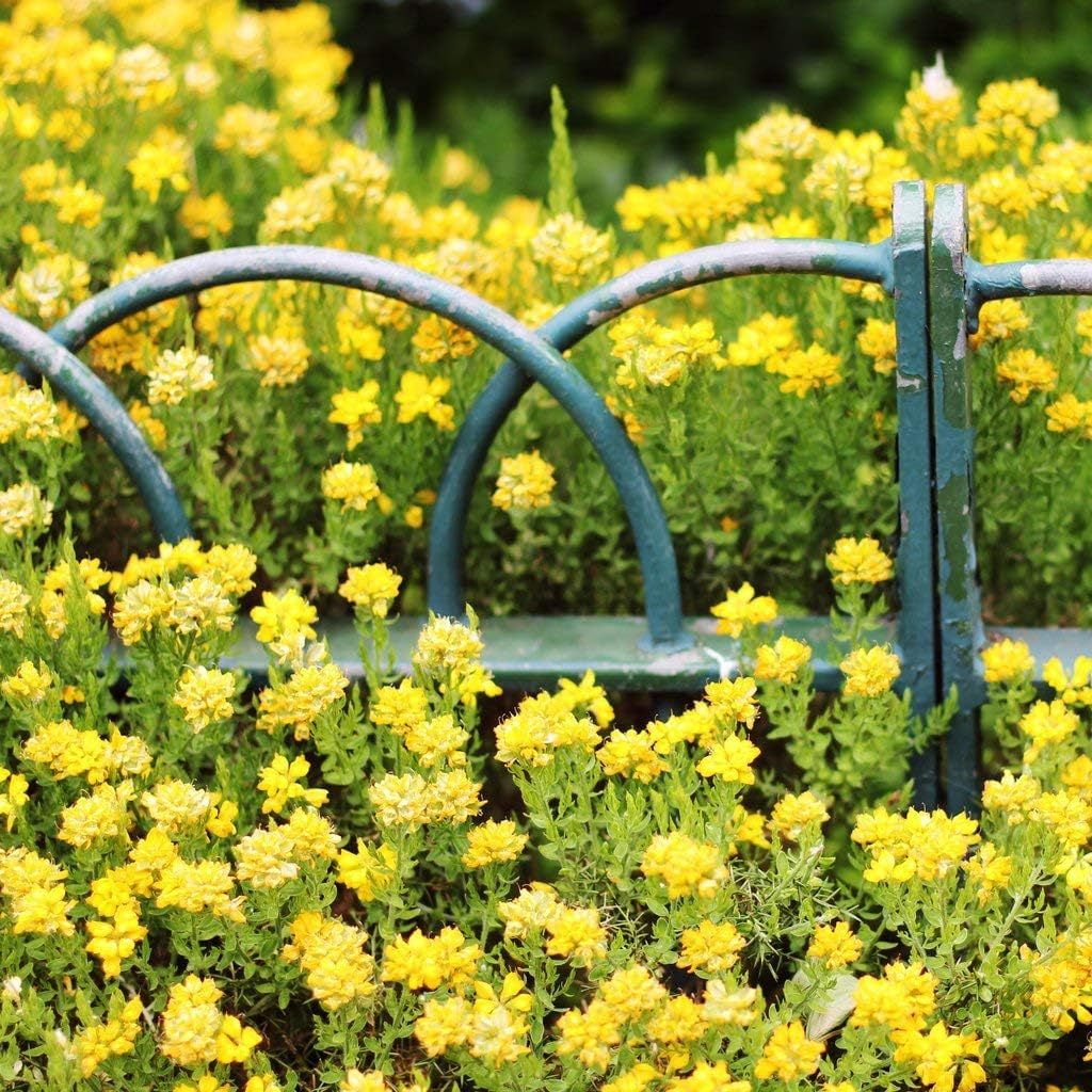 ZXXP Winter Jasmine Live Plant (2 Pack) - Shrub or