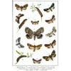 Owlet Moths of Europe 19th Century Illustration Insect Wall Art of Moths and Butterflies butterfly Illustrations Insect Poster Moth Print Cool Wall Art Print Poster 12x18