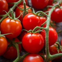 Tomato Garden Seeds - Large Red Cherry - 1 Oz - Non-GMO, Heirloom, Vegetable Gardening Seed