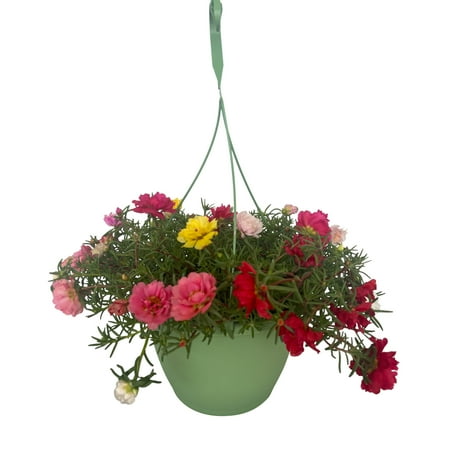 Expert Gardener 1.5G Orange Yellow Pink Cream Combo Portulaca Hanging Basket Live Plant Sun