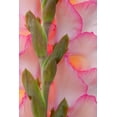 thumbnail image 2 of Mahan, Kathy 23x32 White Modern Wood Framed Museum Art Print Titled - Pink Gladiola I, 2 of 4