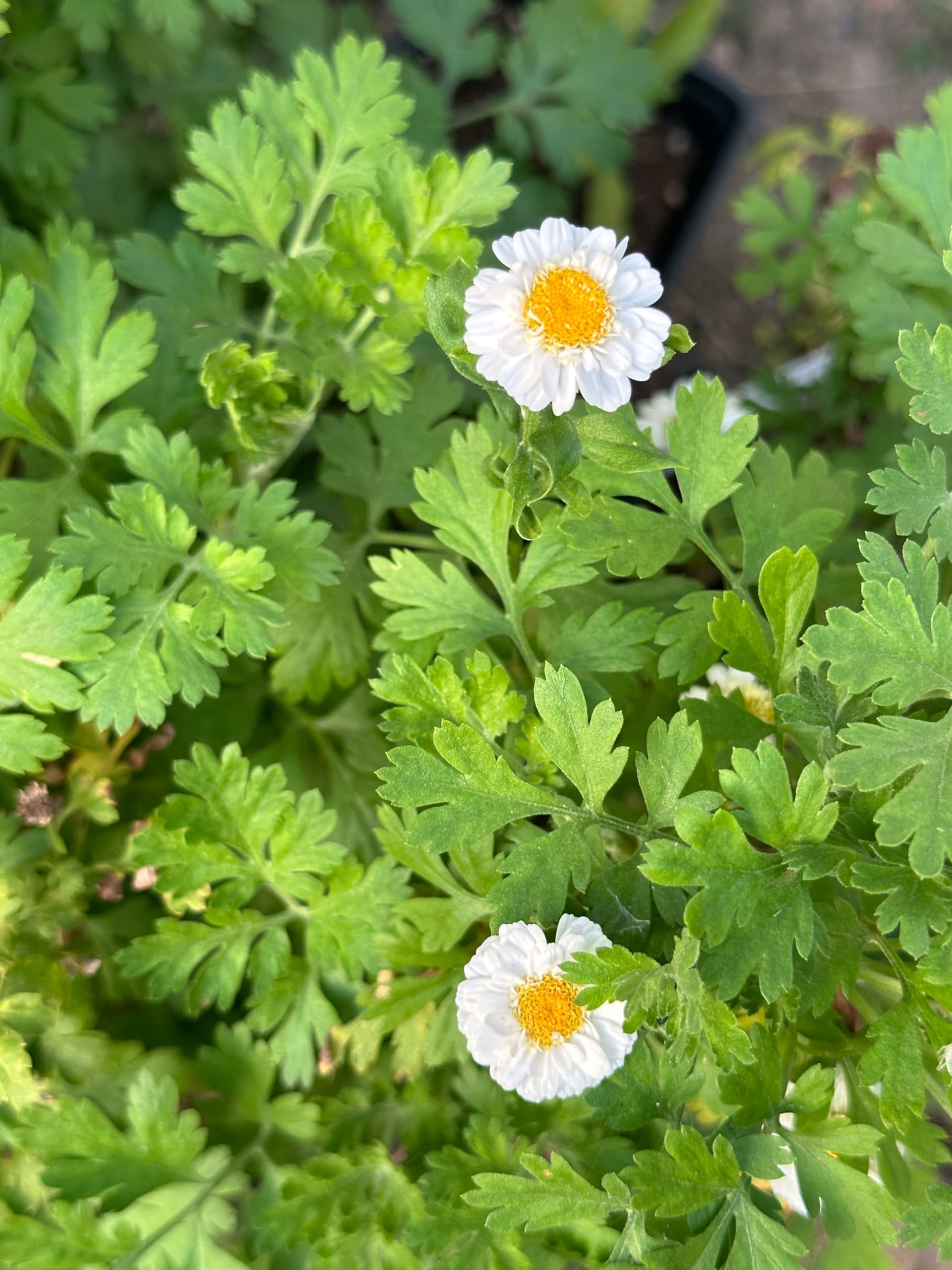 Feverfew Plant, (Tanacetum parthenium) 2.5 inch Pot