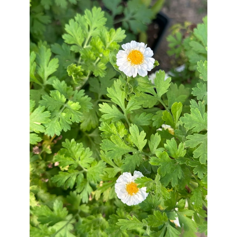 Organic Feverfew (Tanacetum parthenium) Plant in 3-inch Pot
