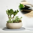 thumbnail image 3 of Multipurpose Diatomaceous Earth Plant Saucer: Water-absorbent and quick-drying!, 3 of 8