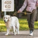 thumbnail image 5 of Correa Para Perro Grande Resistente Fuerte L, 5 of 8