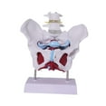 thumbnail image 3 of Yinanstore Female Pelvis Model Learning Display Medical Teaching Skeleton Medical Model Style D, 3 of 8