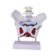 thumbnail image 3 of Modelo de pelvis femenina, modelo de esqueleto femenino, pantalla anatómica de PVC, artículo educativo. Estilo D, 3 of 9