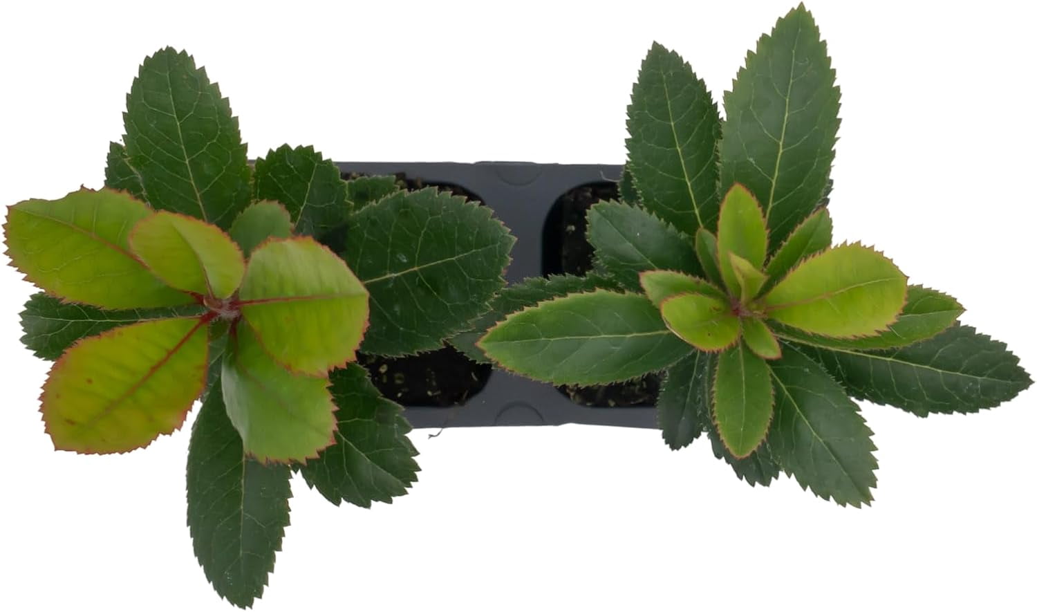 2 Arbutus Unedo - Live Strawberry Tree Plants  – Sweet Resilient Beauty, Thriving in 2.5" Nursery Cubes