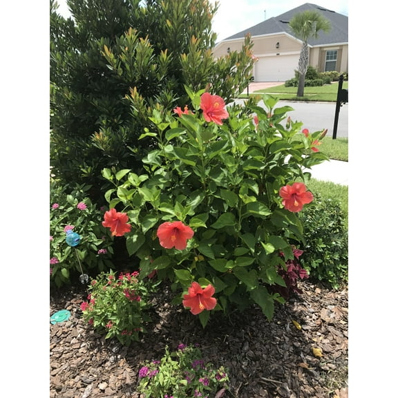 Red Hibiscus-Bush Variety-Ideal for Gardens  12" Pot