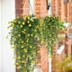 thumbnail image 1 of CaiYueKe 3 Pcs Artificial Hanging Plants Vines Fake Foliage Greenery Decor Indoor Outdoor Home Garden Wall Basket Decorations Silk Flowers Housewarming Gift, 1 of 7