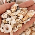 thumbnail image 3 of Ocean Beach Spiral Seashells, Natural Craft Seashell Charms Small Conch Shells for Home Party Wedding Decor Candle Making Fish Tank Vase Filler (50g/0.11lb), 3 of 8