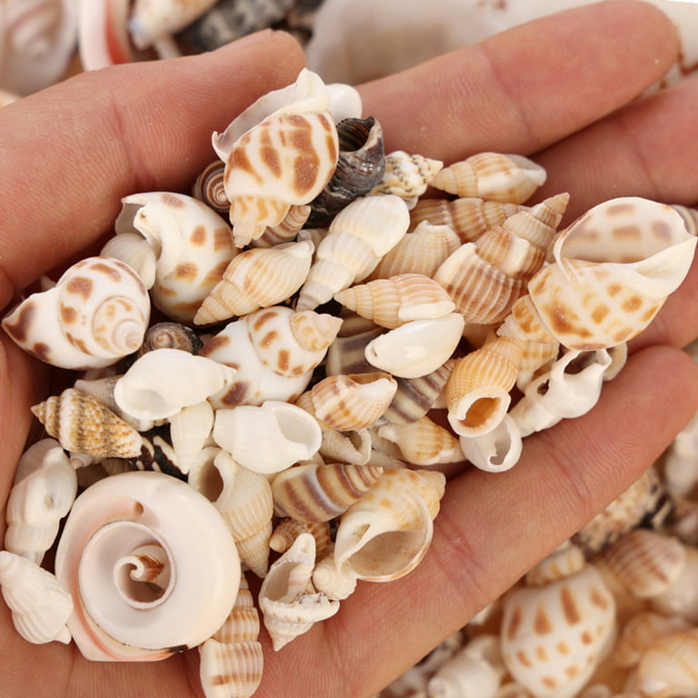 Ocean Beach Spiral Seashells, Natural Craft Seashell Charms Small Conch  Shells for Home Party Wedding Decor Candle Making Fish Tank Vase Filler  (50g/0.11lb) 