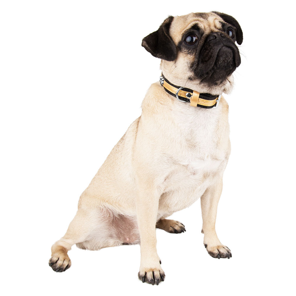CueCue Pet Bone Fashion Dog Collar, Black, M (2 Pack)