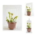 thumbnail image 3 of Altman Plants Pet Friendly Venus Fly Trap Carnivorous Plants 3-Pack; 3in Pots; Partial Sun, 3 of 9
