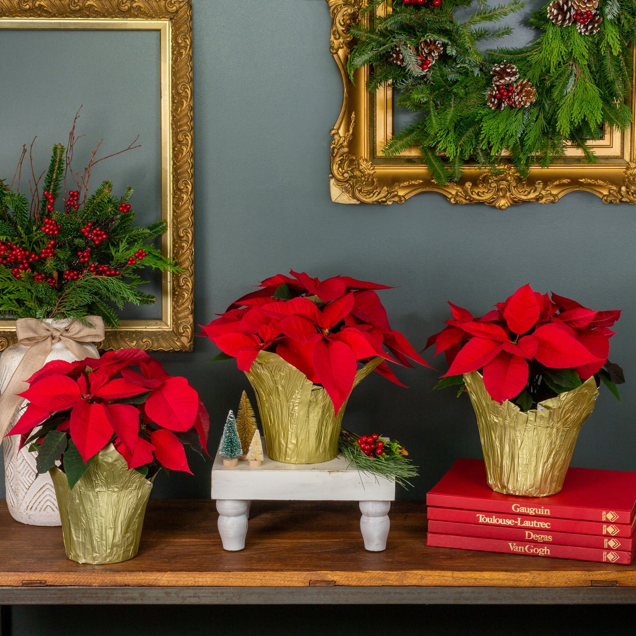 Holiday Time 1.5QT Red Poinsettia Live Houseplant Champagne Foil Cover Indirect Sunlight 3 Pack