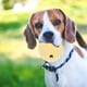 thumbnail image 2 of KAKOWELY Juguete para perros, juguete masticable para perros, juguete para limpiar los dientes, juguete interactivo para cachorros, pelota de golosinas para mascotas, juguete para perros, 2 of 5