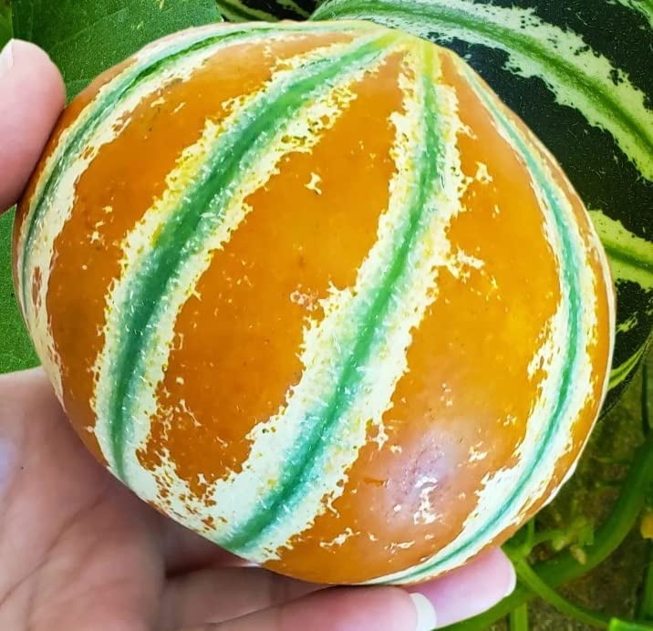Basketball Fruit Seeds for Planting 10 Seeds Kajari Melon, Looks